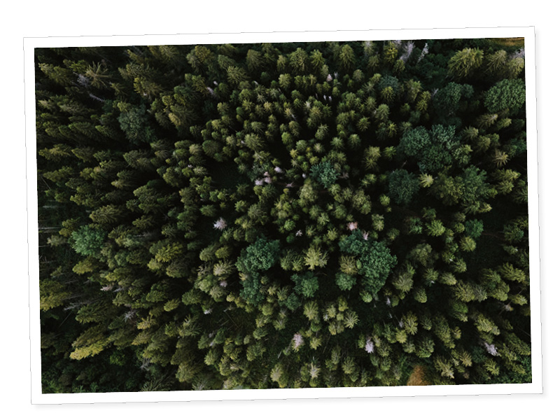 Scene showing a large group of trees in the forest